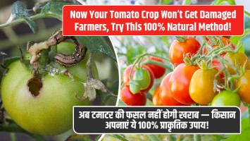 Tomato Farming: अब टमाटर की फसल नहीं होगी खराब — किसान अपनाएं ये 100% प्राकृतिक उपाय!