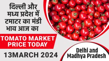 Tomato mandi bhav today: दिल्ली और मध्य प्रदेश में टमाटर का मंडी भाव आज का (13 मार्च, 2024 )