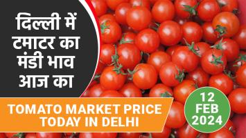 Tomato price: दिल्ली में टमाटर का मंडी भाव आज का (12 फरवरी, 2024)