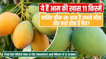 Mango variety: ये हैं आम की खास 11 किस्में, जानिए कौन-सा आम है सबसे मीठा और कहां होता है पैदा?