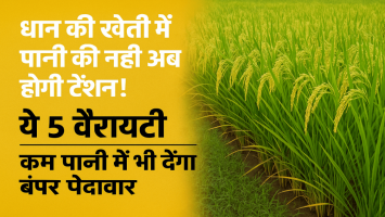 5 High-Yield Paddy Varieties That Thrive with Less Water: Here’s Why They Are Special