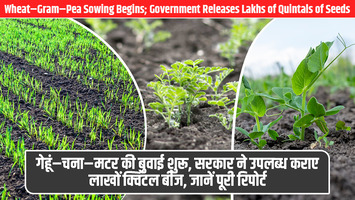 UP Agriculture Big Update: गेहूं–चना–मटर की बुवाई शुरू, सरकार ने उपलब्ध कराए लाखों क्विंटल बीज, जानें पूरी रिपोर्ट