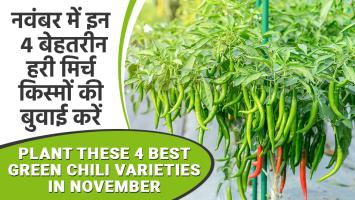 Chilli varieties: नवंबर में इन 4 बेहतरीन हरी मिर्च किस्मों की बुवाई करें और पाएं 300 क्विंटल प्रति हेक्टेयर उत्पादन