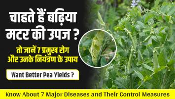 Pea crop diseases: चाहते हैं बढ़िया मटर की उपज? तो जानें 7 प्रमुख रोग और उनके नियंत्रण के उपाय