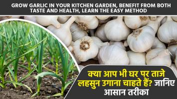 Growing garlic at home: क्या आप भी घर पर ताजे लहसुन उगाना चाहते हैं? जानिए आसान तरीका