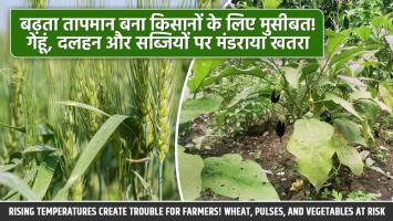बढ़ता तापमान बना किसानों के लिए मुसीबत! गेहूं, दलहन और सब्जियों पर मंडराया खतरा