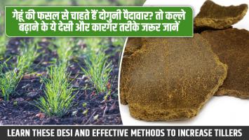 Want Double Wheat Yield? Learn These Desi and Effective Methods to Increase Tillers