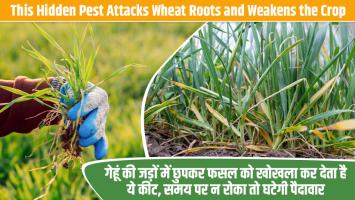 This Hidden Pest Attacks Wheat Roots and Weakens the Crop — Timely Control Is Crucial