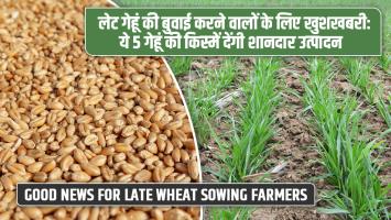 Good News for Late Wheat Sowing Farmers: These 5 Wheat Varieties Will Give Excellent Yields