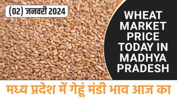 Wheat price: मध्य प्रदेश में गेहूं का मंडी भाव आज का (02 जनवरी 2024)