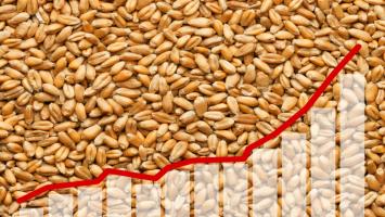 Wheat prices have increased by 23% above the MSP, causing flour prices to reach the highest level in 15 years