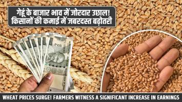 Wheat price today: गेहूं के बाजार भाव में जोरदार उछाल! किसानों की कमाई में जबरदस्त बढ़ोतरी