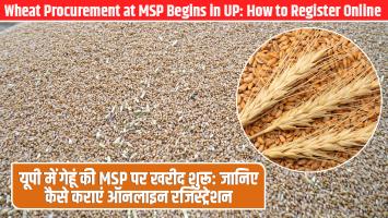 यूपी में गेहूं की MSP पर खरीद शुरू: जानिए कैसे कराएं ऑनलाइन रजिस्ट्रेशन