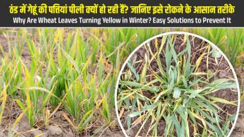 Wheat crop: ठंड में गेहूं की पत्तियां पीली क्यों हो रही हैं? जानिए इसे रोकने के आसान तरीके