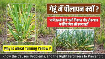 Yellow wheat: गेहूं में पीलापन क्यों? जानें इससे होने वाली दिक्कत और रोकथाम के लिए कौन सी खाद डालें