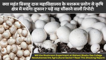 Mushroom production: क्या महंत बिसाहू दास महाविद्यालय के मशरूम प्रयोग से कृषि क्षेत्र में मचेगा तूफान? पढ़ें यह चौंकाने वाली रिपोर्ट