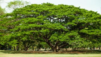 इन वृक्षों की पूजा से बदल सकती है किस्मत, जानिए देवी-देवताओं के आशीर्वाद के लाभ