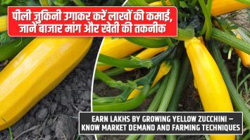 पीली जुकिनी उगाकर करें लाखों की कमाई, जानें बाजार मांग और खेती की तकनीक