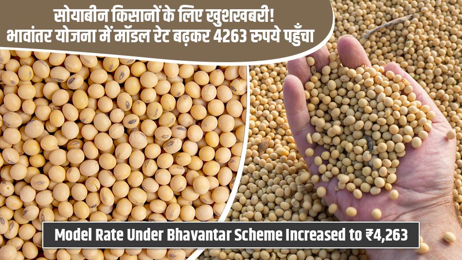 Good News for Soybean Farmers! Model Rate Under Bhavantar Scheme Increased to ₹4,263