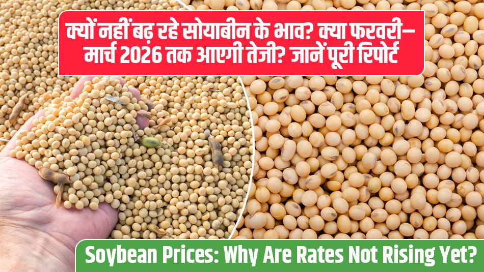 मंडी खबर