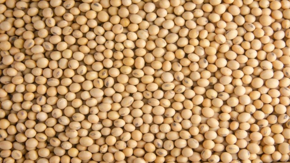 Soybean Prices Soar to New Heights, Learn Today's Latest Price