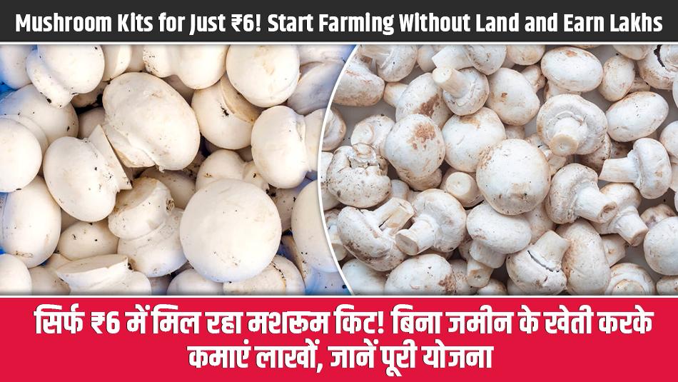 Mushroom Kits for Just ₹6! Start Farming Without Land and Earn Lakhs – Full Scheme Details