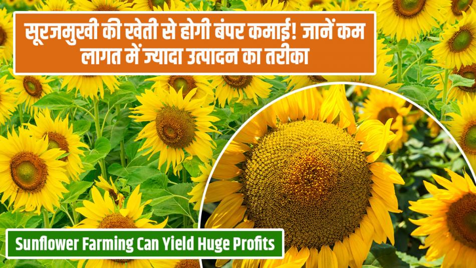 Sunflower farming: सूरजमुखी की खेती से होगी बंपर कमाई! जानें कम लागत में ज्यादा उत्पादन का तरीका