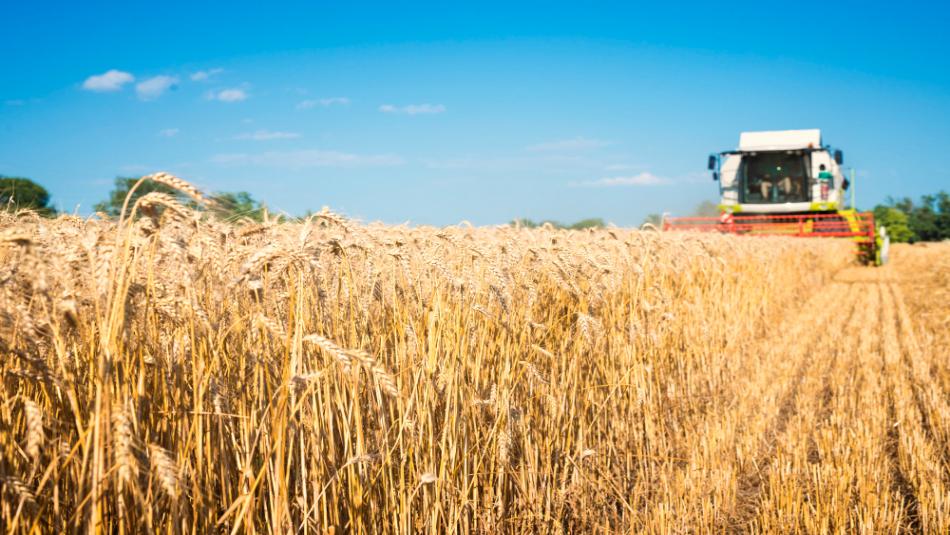 These 3 Wheat Varieties Created a Buzz in Fields, Farmers Earned Massive Profits! These 3 Wheat Varieties Created a Buzz in Fields, Farmers Earned Massive Profits!