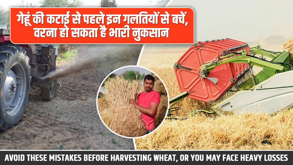 Avoid These Mistakes Before Harvesting Wheat, or You May Face Heavy Losses Avoid These Mistakes Before Harvesting Wheat, or You May Face Heavy Losses