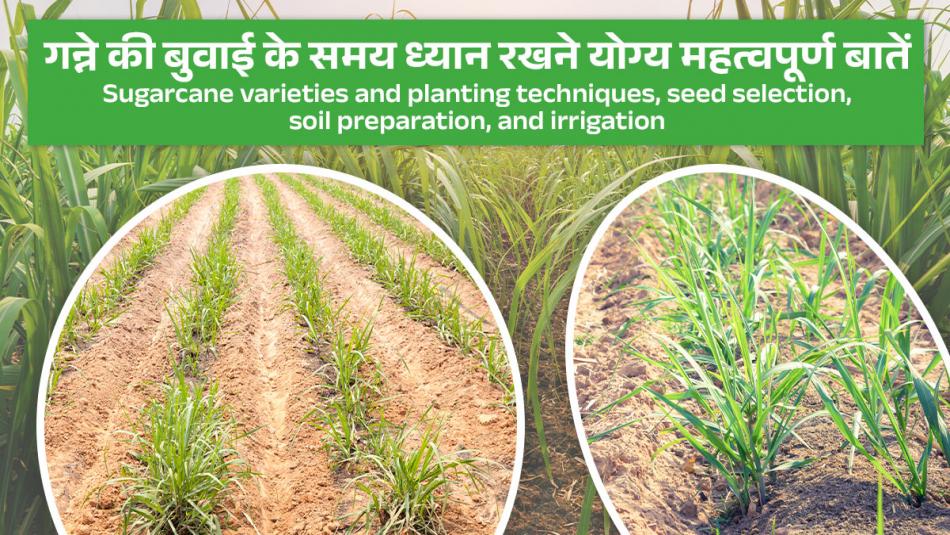 Sugarcane sowing: गन्ने की बुवाई के समय ध्यान रखने योग्य महत्वपूर्ण बातें