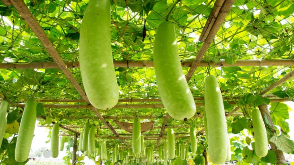 This Bottle Gourd Variety Is Making Farmers Rich – Here’s How and Where to Buy the Seeds This Bottle Gourd Variety Is Making Farmers Rich – Here’s How and Where to Buy the Seeds