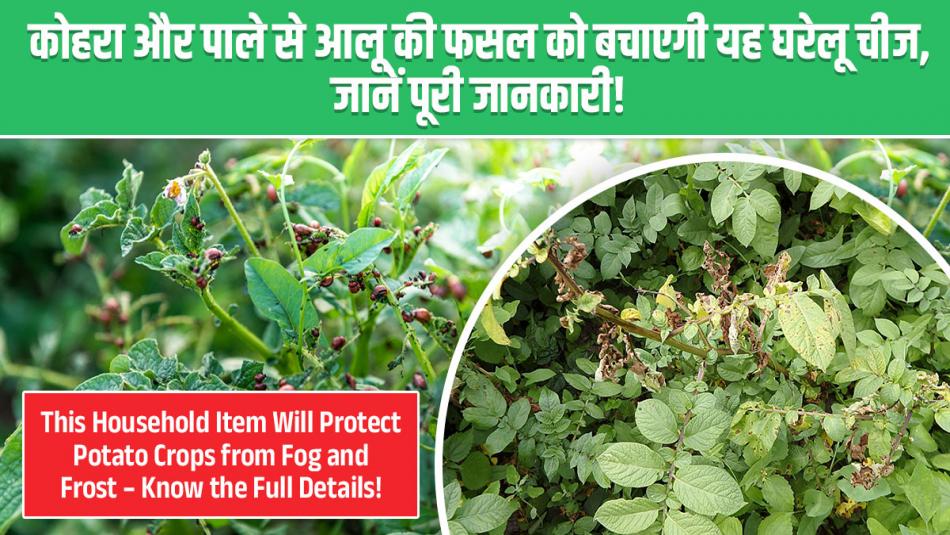 This Household Item Will Protect Potato Crops from Fog and Frost, Know the Full Details This Household Item Will Protect Potato Crops from Fog and Frost, Know the Full Details