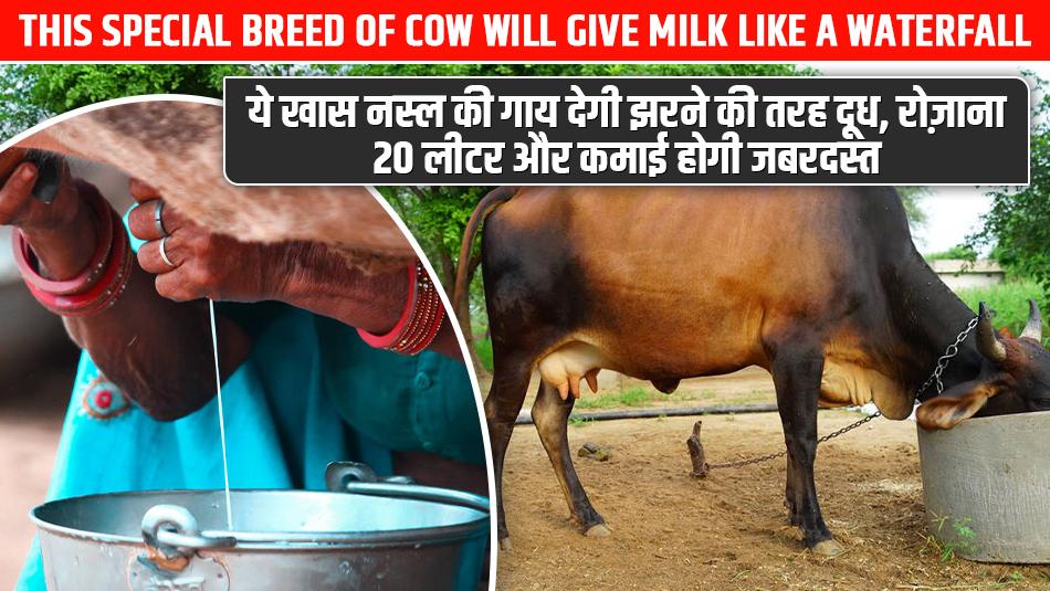 This Special Breed of Cow Will Give Milk Like a Waterfall, Earn Huge Profits with 20 Liters Daily This Special Breed of Cow Will Give Milk Like a Waterfall, Earn Huge Profits with 20 Liters Daily