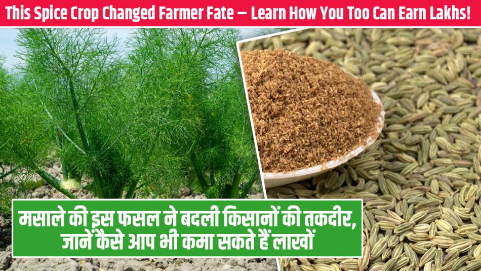 Spice farming: मसाले की इस फसल ने बदली किसानों की तकदीर, जानें कैसे आप भी कमा सकते हैं लाखों