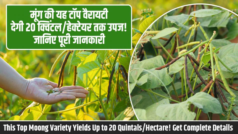 This Top Moong Variety Yields Up to 20 Quintals/Hectare! Get Complete Details This Top Moong Variety Yields Up to 20 Quintals/Hectare! Get Complete Details