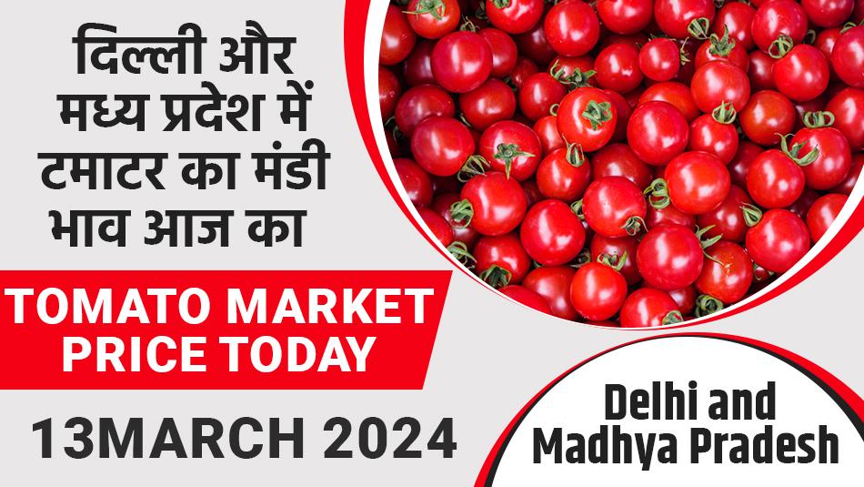 Tomato market price today in Delhi and Madhya Pradesh (March 13, 2024)
