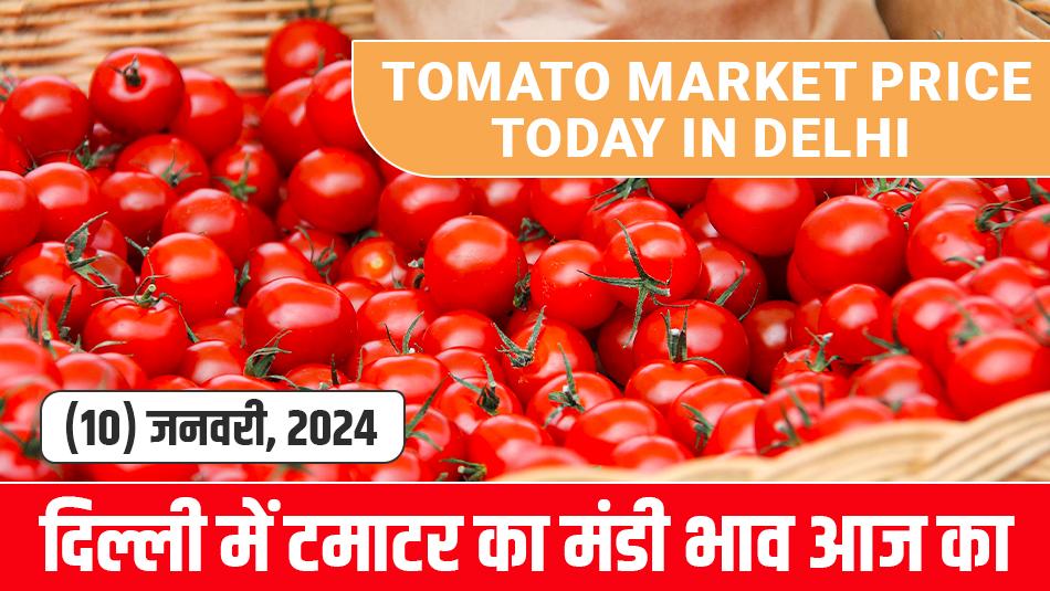 Tomato price today: दिल्ली में टमाटर का मंडी भाव आज का (10 जनवरी, 2024)