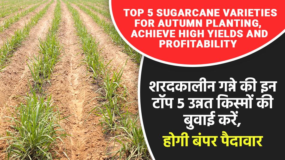 Sugarcane Varieties: शरदकालीन गन्ने की इन टॉप 5 उन्नत किस्मों की बुवाई करें, होगी बंपर पैदावार
