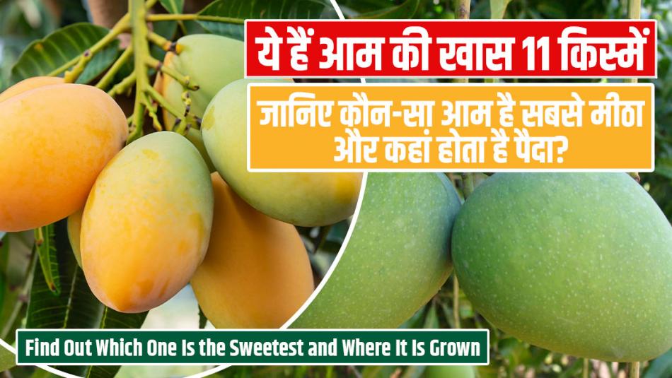 Here Are the 11 Best Mango Varieties – Find Out Which One Is the Sweetest and Where It Is Grown!