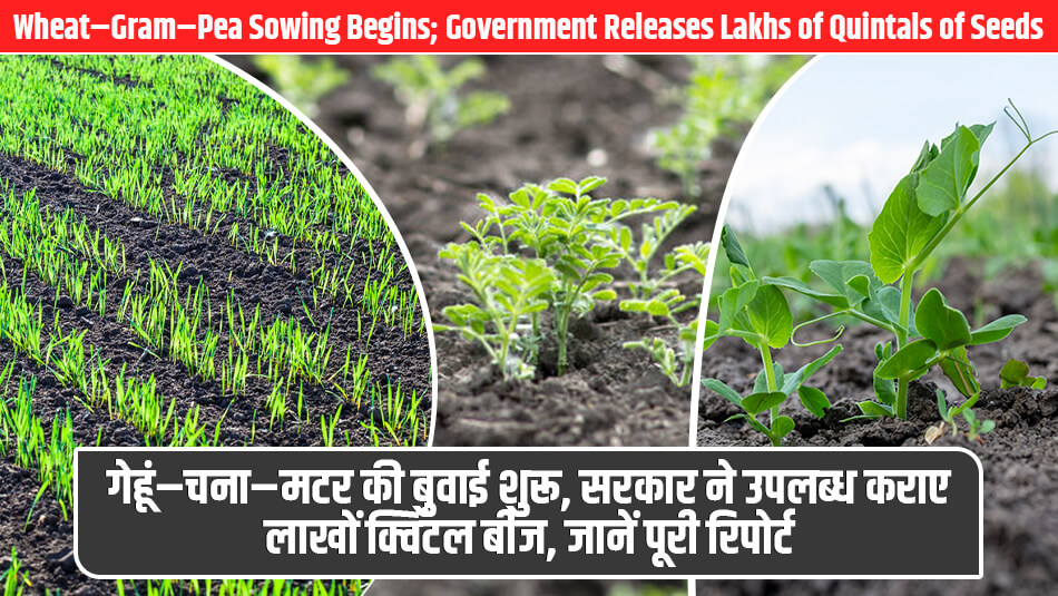 UP Agriculture Big Update: गेहूं–चना–मटर की बुवाई शुरू, सरकार ने उपलब्ध कराए लाखों क्विंटल बीज, जानें पूरी रिपोर्ट
