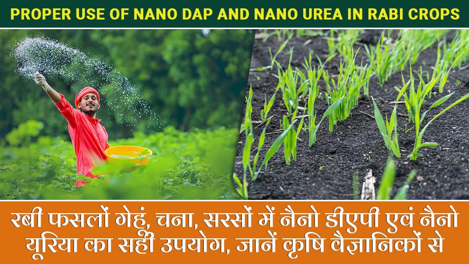 Rabi crops: रबी फसलों गेहूं, चना, सरसों में नैनो डीएपी एवं नैनो यूरिया का सही उपयोग, जानें कृषि वैज्ञानिकों से