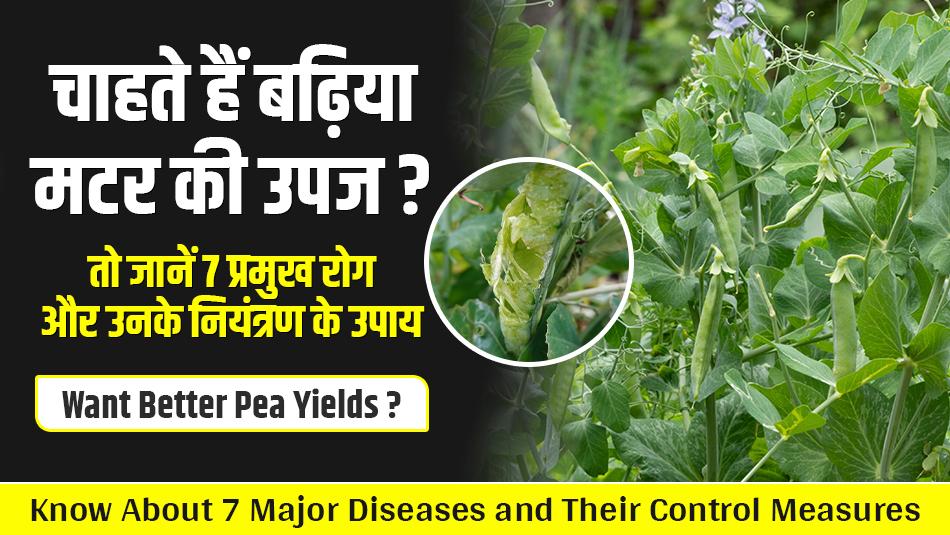 Want better Pea yields? know about 7 major diseases and their control measures Want better Pea yields? know about 7 major diseases and their control measures