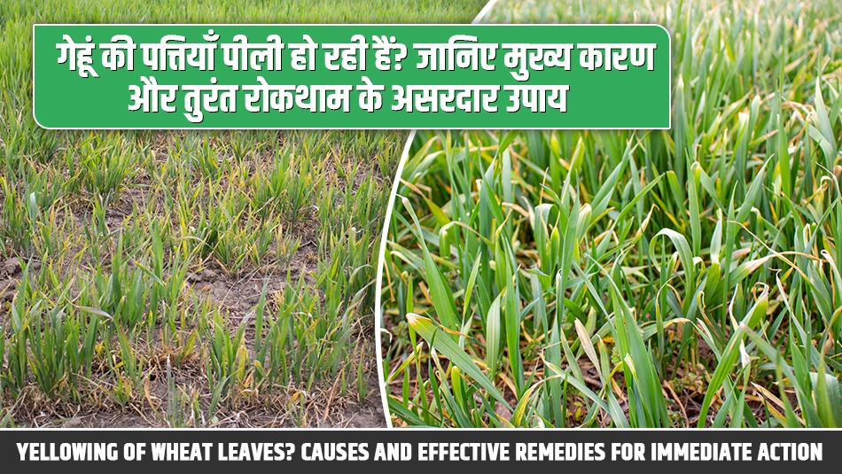 Yellowing of Wheat Leaves? Causes and Effective Remedies for Immediate Action