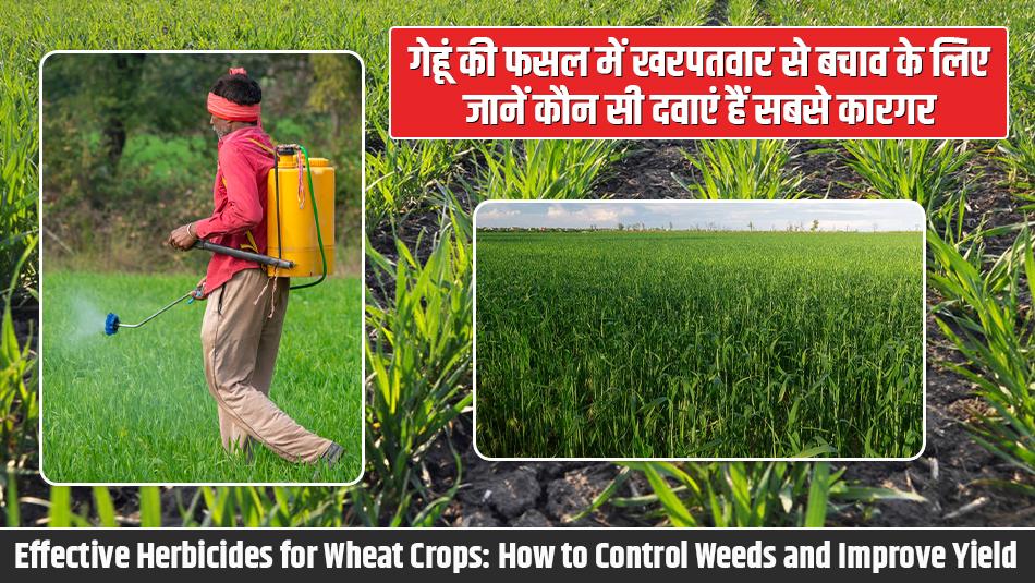 गेहूं की फसल में खरपतवार से बचाव के लिए जानें कौन सी दवाएं हैं सबसे कारगर