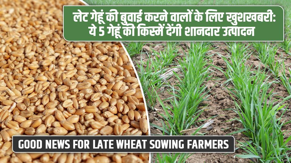 Good News for Late Wheat Sowing Farmers: These 5 Wheat Varieties Will Give Excellent Yields