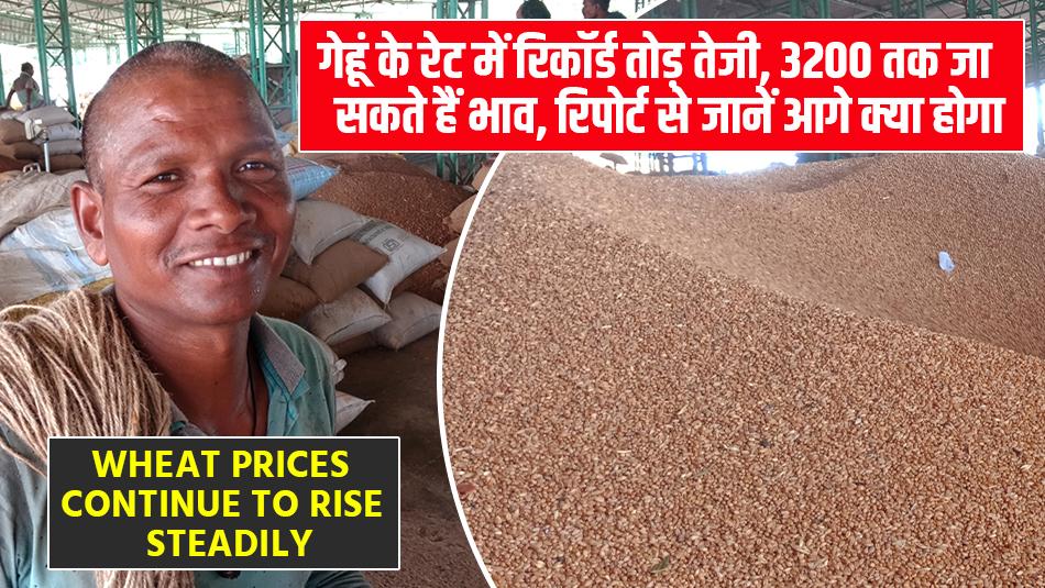 Wheat prices today: गेहूं के रेट में रिकॉर्ड तोड़ तेजी, 3200 तक जा सकते हैं भाव, रिपोर्ट से जानें आगे क्या होगा