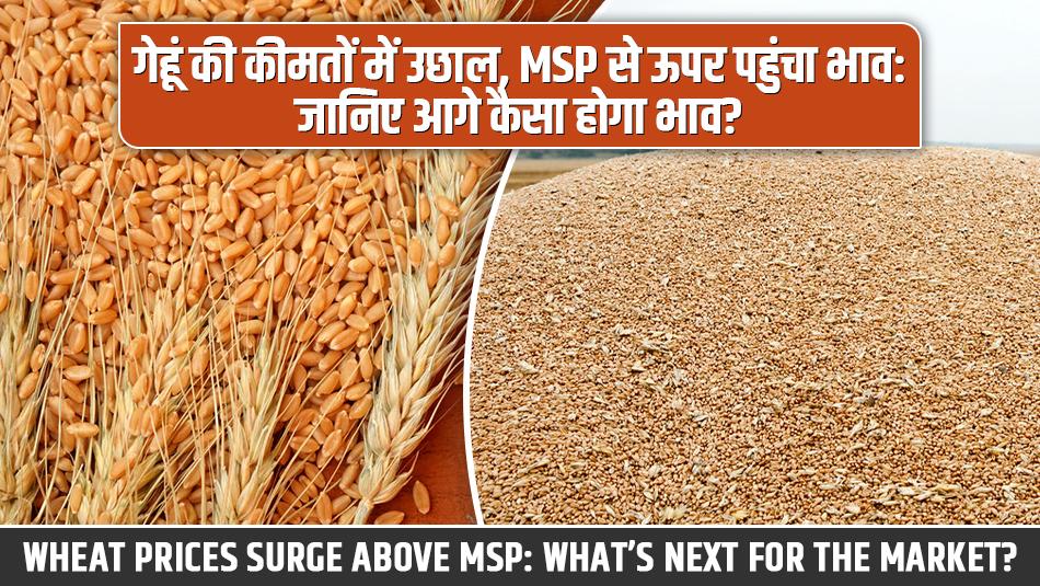 Wheat price: गेहूं की कीमतों में उछाल, MSP से ऊपर पहुंचा भाव: जानिए आगे कैसा होगा भाव?