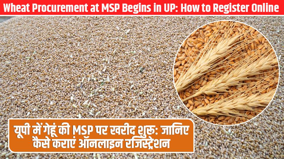 Wheat Procurement at MSP Begins in UP: How to Register Online Wheat Procurement at MSP Begins in UP: How to Register Online