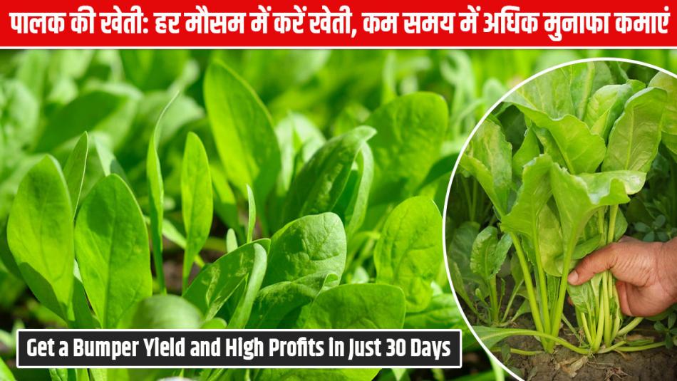 Grow This Crop Every Season – Get a Bumper Yield and High Profits in Just 30 Days! Grow This Crop Every Season – Get a Bumper Yield and High Profits in Just 30 Days!