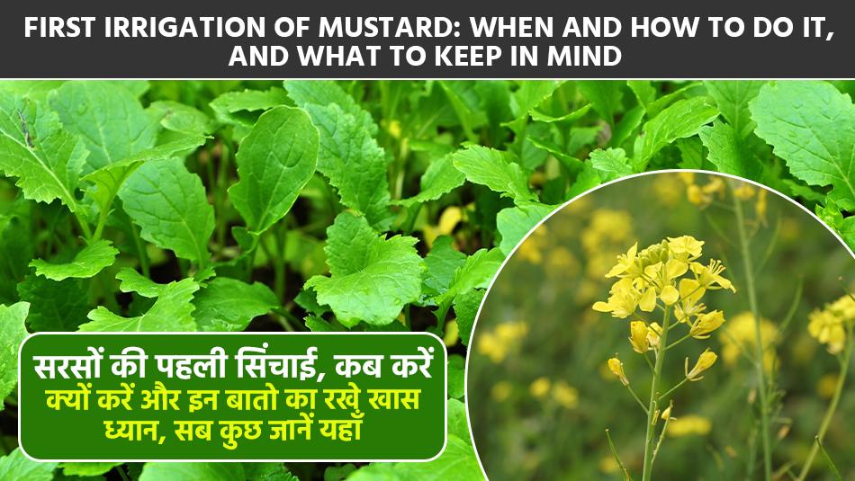 First irrigation of mustard, When and how to do it? Complete information First irrigation of mustard, When and how to do it? Complete information